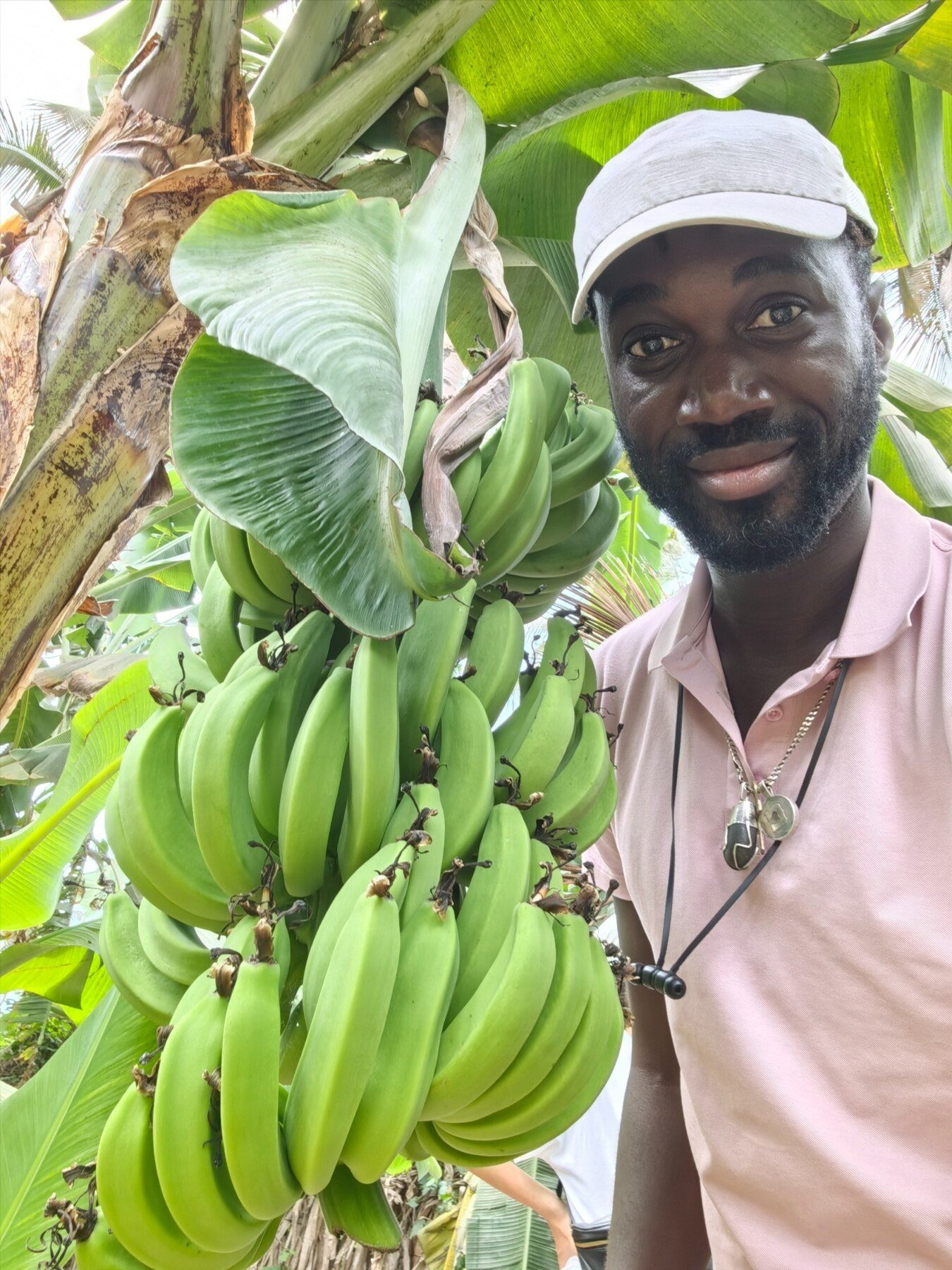 Bananeraie productive